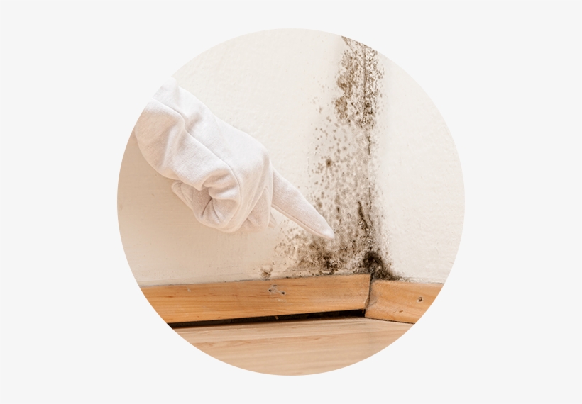 Pintura Contra Humedad - Mold In A Flat, transparent png