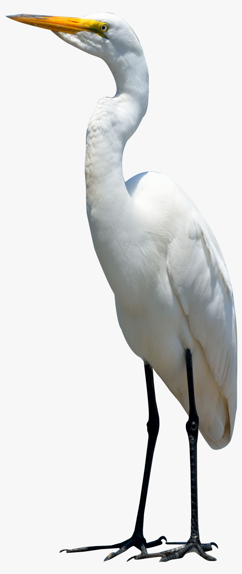 Egret Bird Png Transparent Image - Crane Bird Png, transparent png