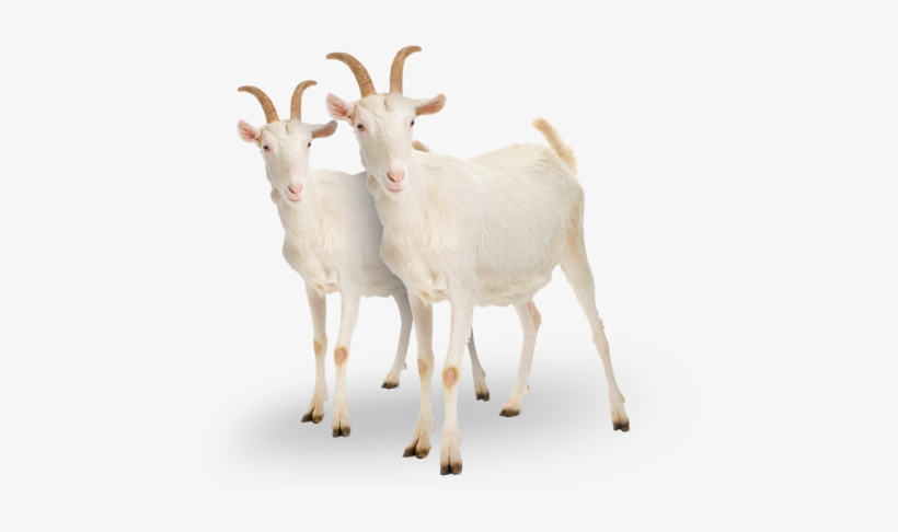 Charity Gift - Two Goats - Goat, transparent png