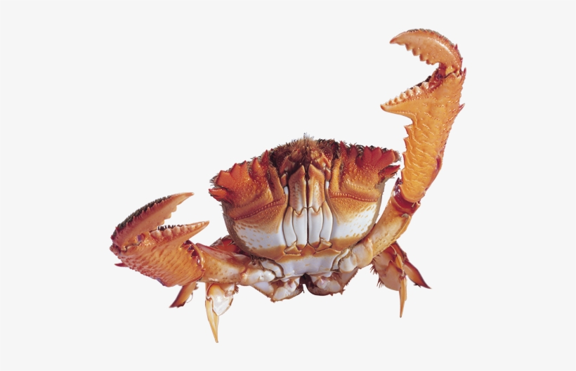 Best Free Crab Png Icon - Crab Png Transparent, transparent png