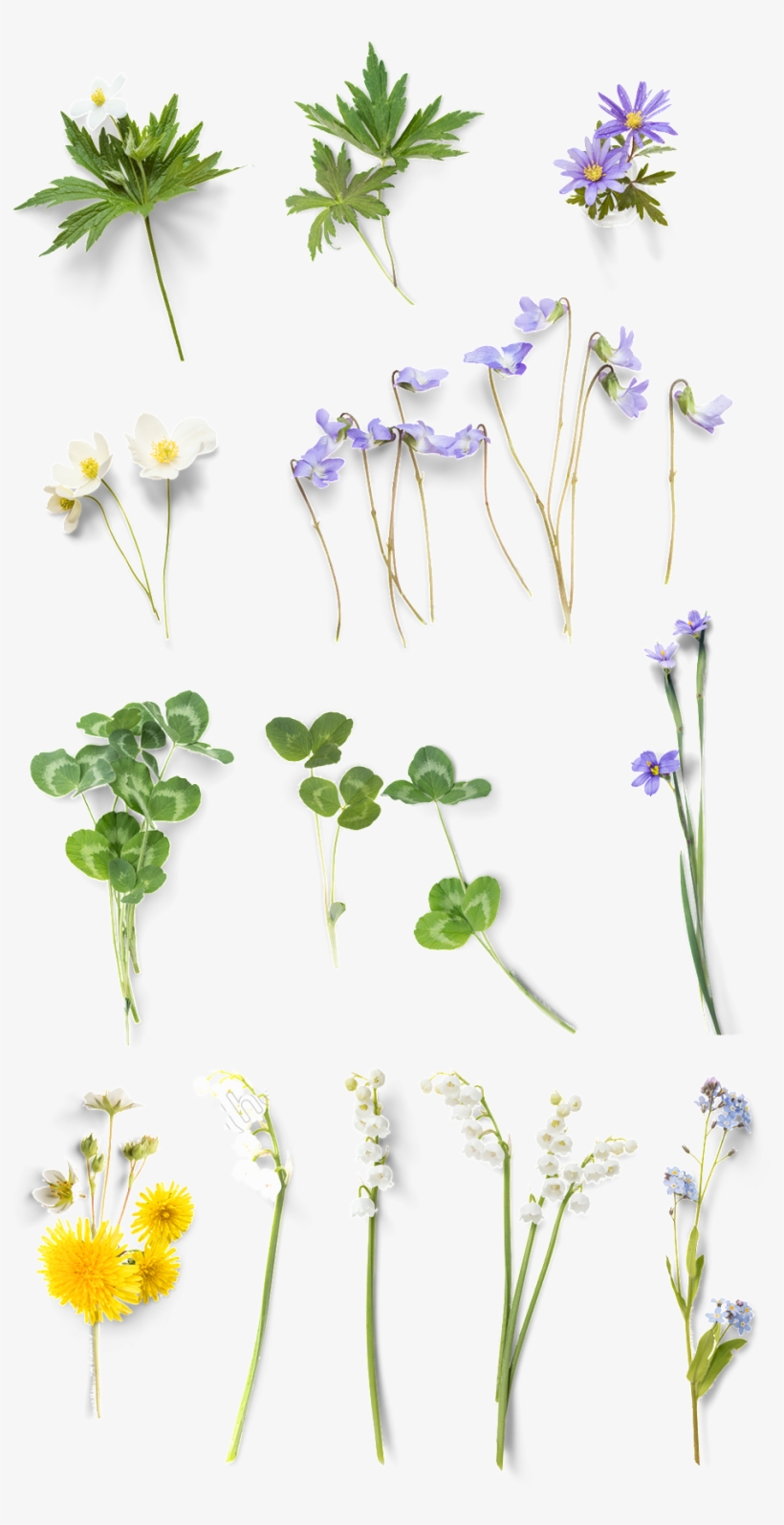 Hand Painted Color Floral - ใบไม้ ดอกไม้ Png, transparent png