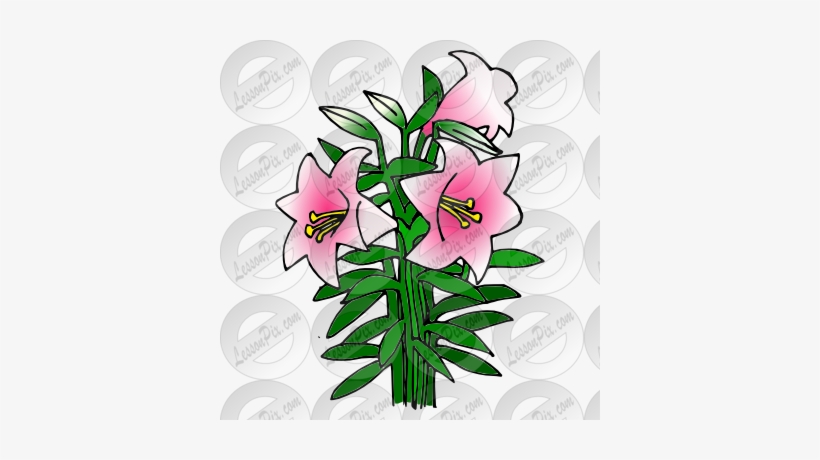 Lily Clipart Trumpet Flower - Lily, transparent png