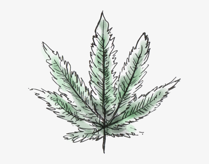 Why Legalizing And Decriminalizing Cannabis Is Crucial - Illustration, transparent png