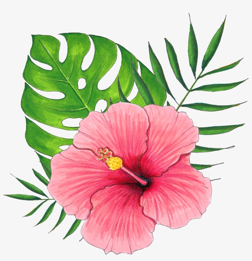 Hand Painted A Hibiscus Flower Png Transparent - 扶桑 花 Png, transparent png