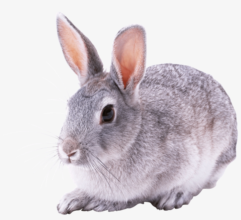 Animals - Cute Rabbit Png, transparent png