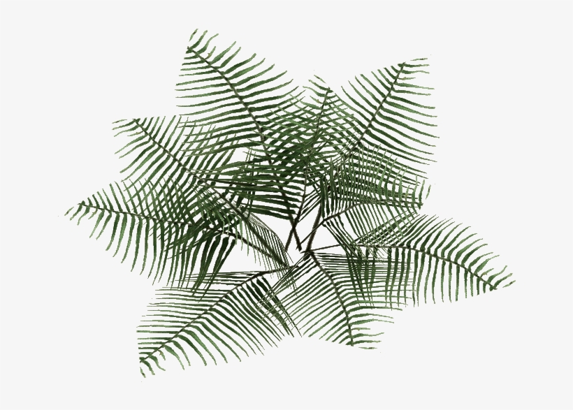 Bracken Fern 2 - Bracken, transparent png
