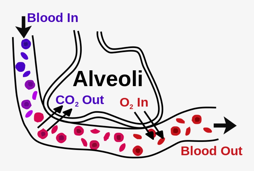 Particles Below 1 Microns Will Be Exhaled Out From - Alveoli Work, transparent png