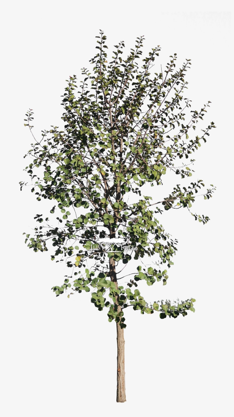 Dombeya Rotundifolia - Birch, transparent png