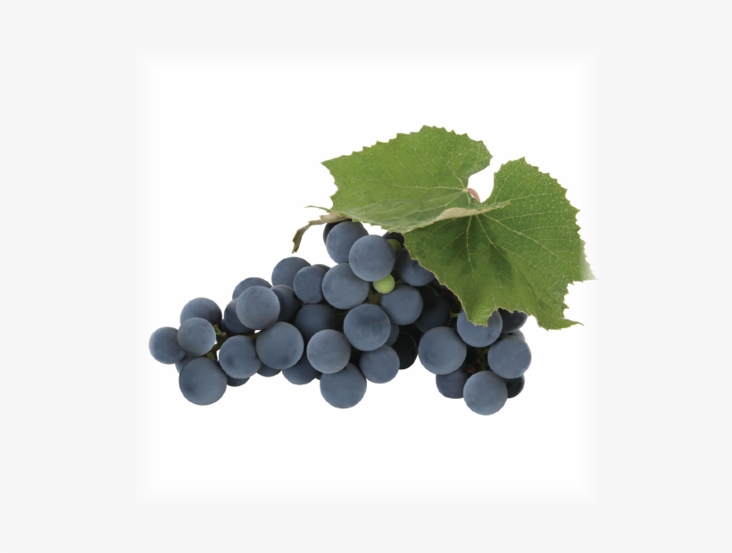 Grape - Concord Grapes Png, transparent png