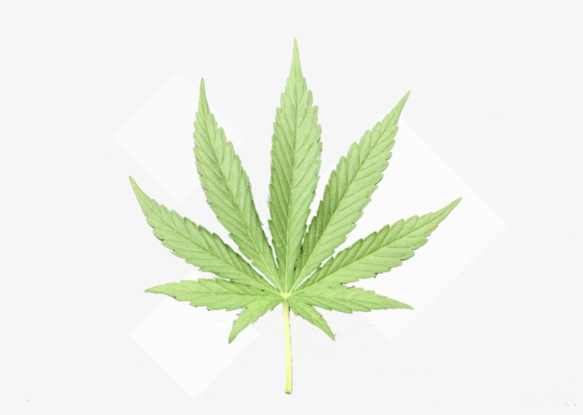 Cannabis - Maple Leaf, transparent png