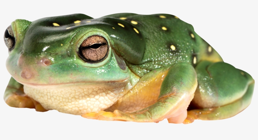Best Free Frog Transparent Png File - Frog Png, transparent png