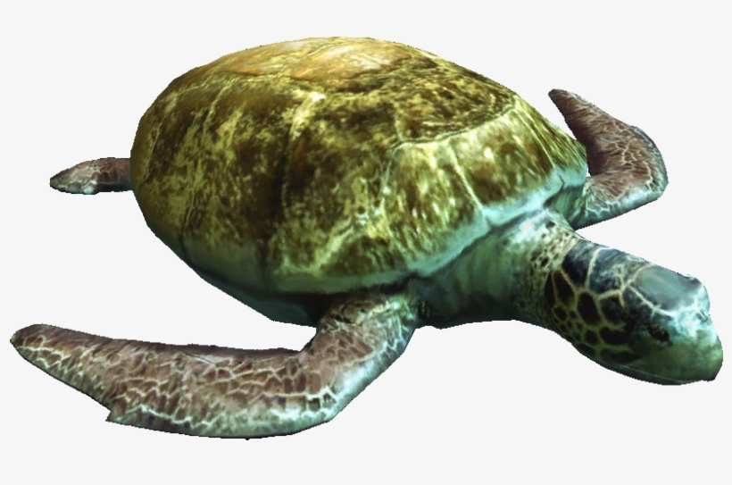 Ac4db - Turtle - Wiki, transparent png