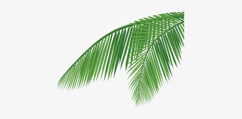 Download Transparent Coconut Leaf Png - Coconut Leaf Vector Png - PNGkit