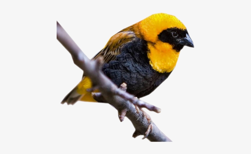 Mes Tubes Animaux - Oiseau Jaune Et Noir, transparent png