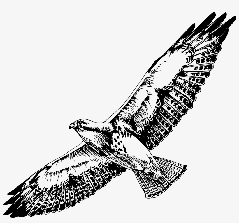 This Free Icons Png Design Of Swainson's Hawk, transparent png