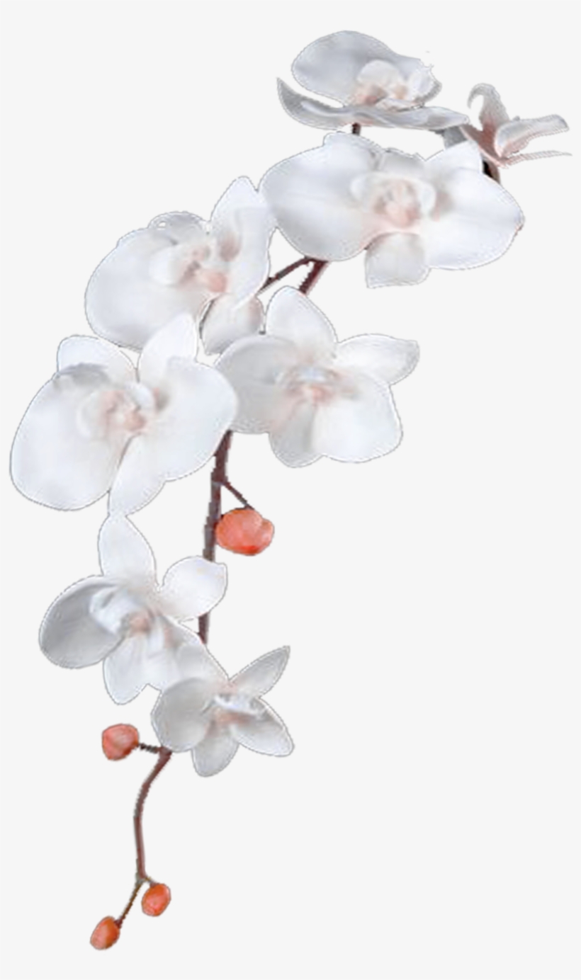 Flower Lolol - White Blossom Png, transparent png