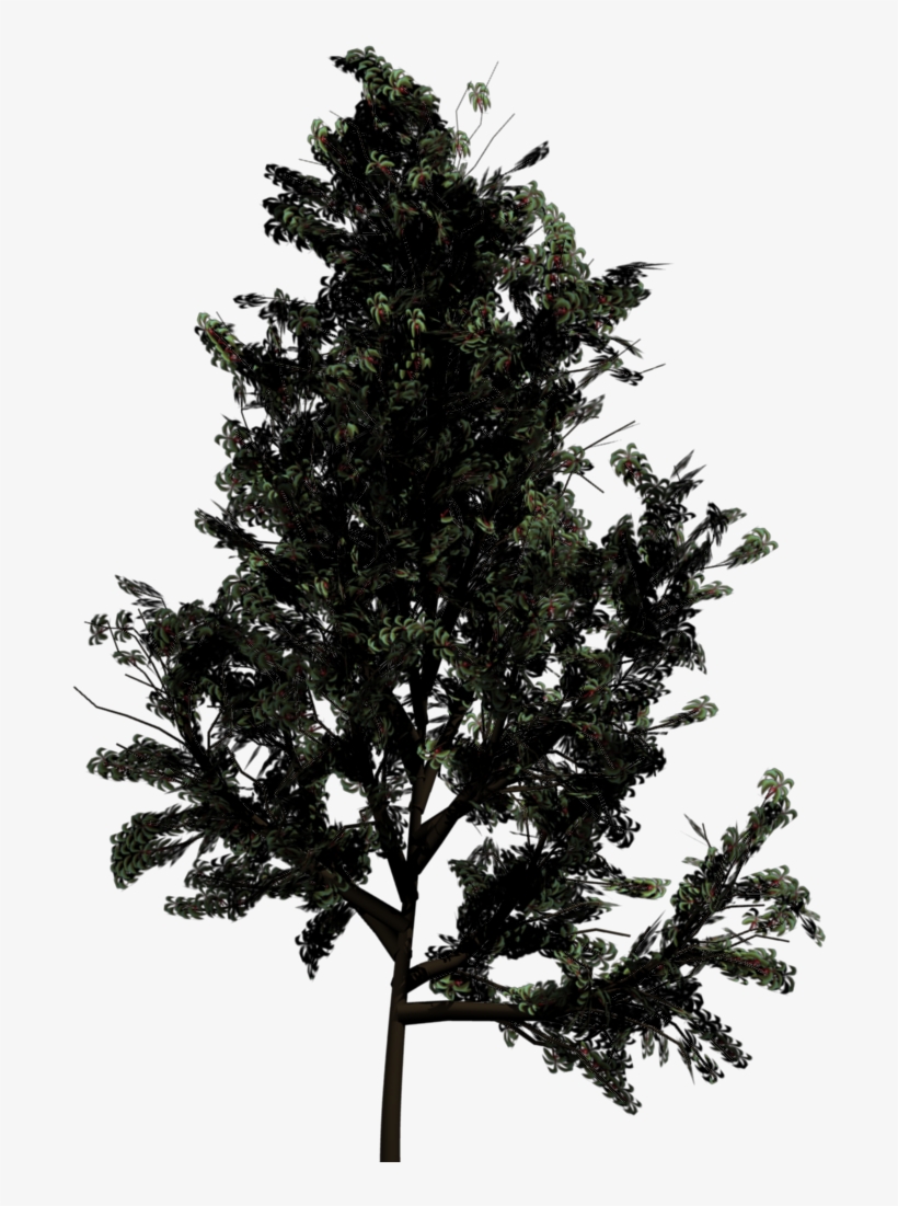 Pine Tree Png Silhouette - Top View Of Trees, transparent png