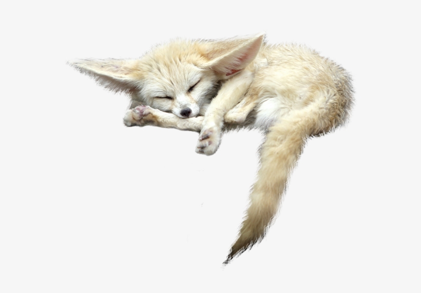 Fennec Fox Png File - Fennec Fox No Background, transparent png