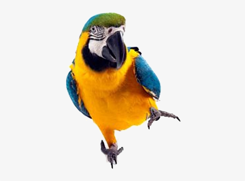 Macaw Parrot Png Image Background - Sleepover Zoo [book], transparent png