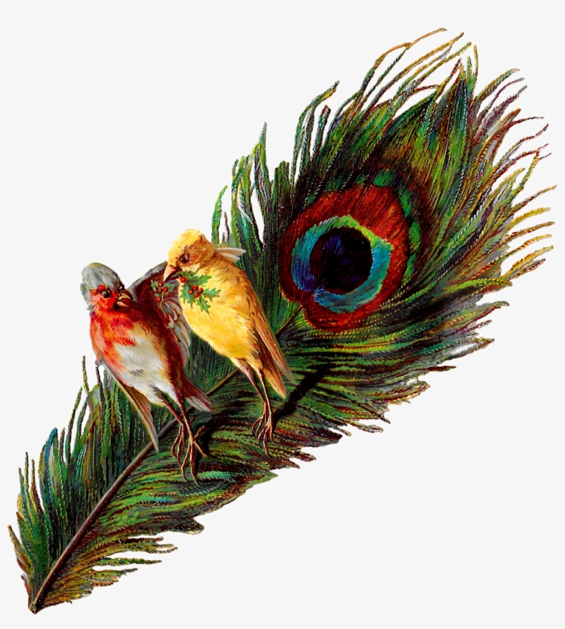 Peacock Feather Png For Kids - Peacock Bird Feather, transparent png