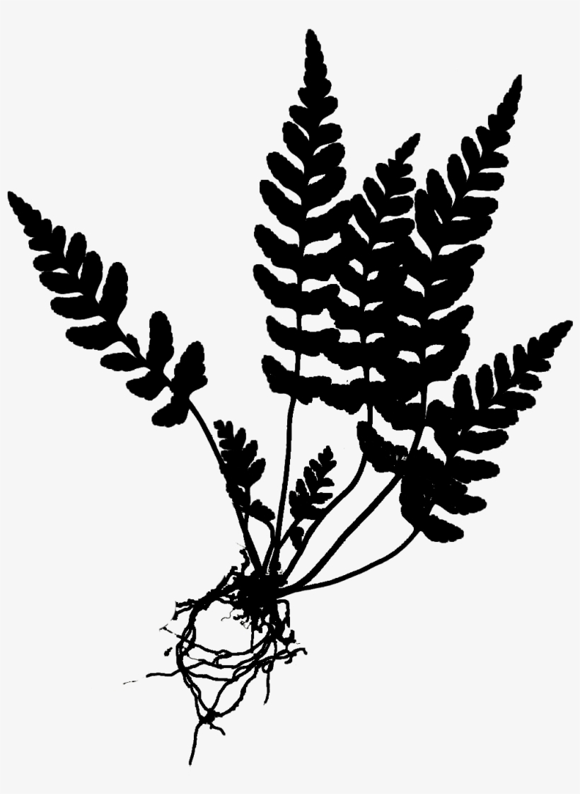 Fern Botanical Drawing At Getdrawings - Fern Drawing Png, transparent png