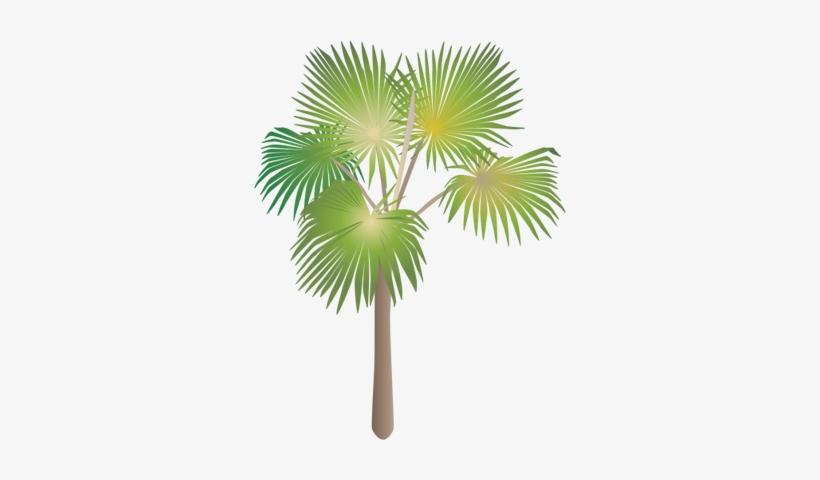 Ian Symbol Pritchardia Minor - Sabal Minor, transparent png