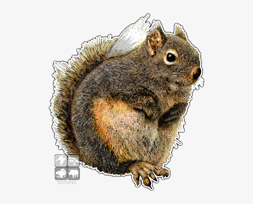 Graphic Transparent Download Douglas Squirrel - Douglas Squirrel Throw Blanket, transparent png