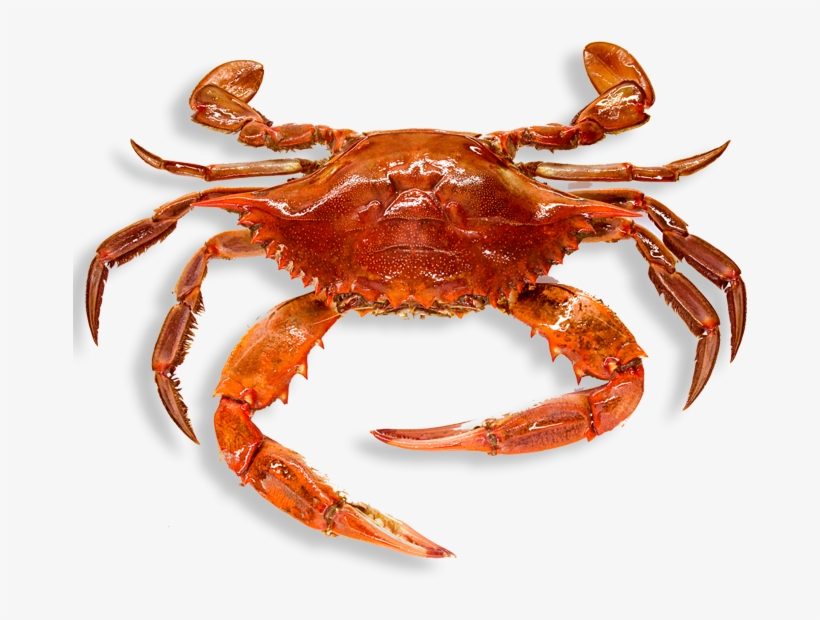 Crab Png Images - Crab Png, transparent png