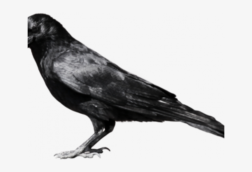 Raven Clipart Transparent Background - Crow Png, transparent png