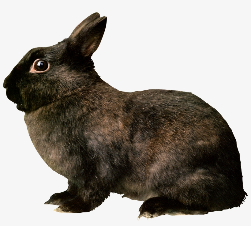Download - Black Rabbit Png, transparent png