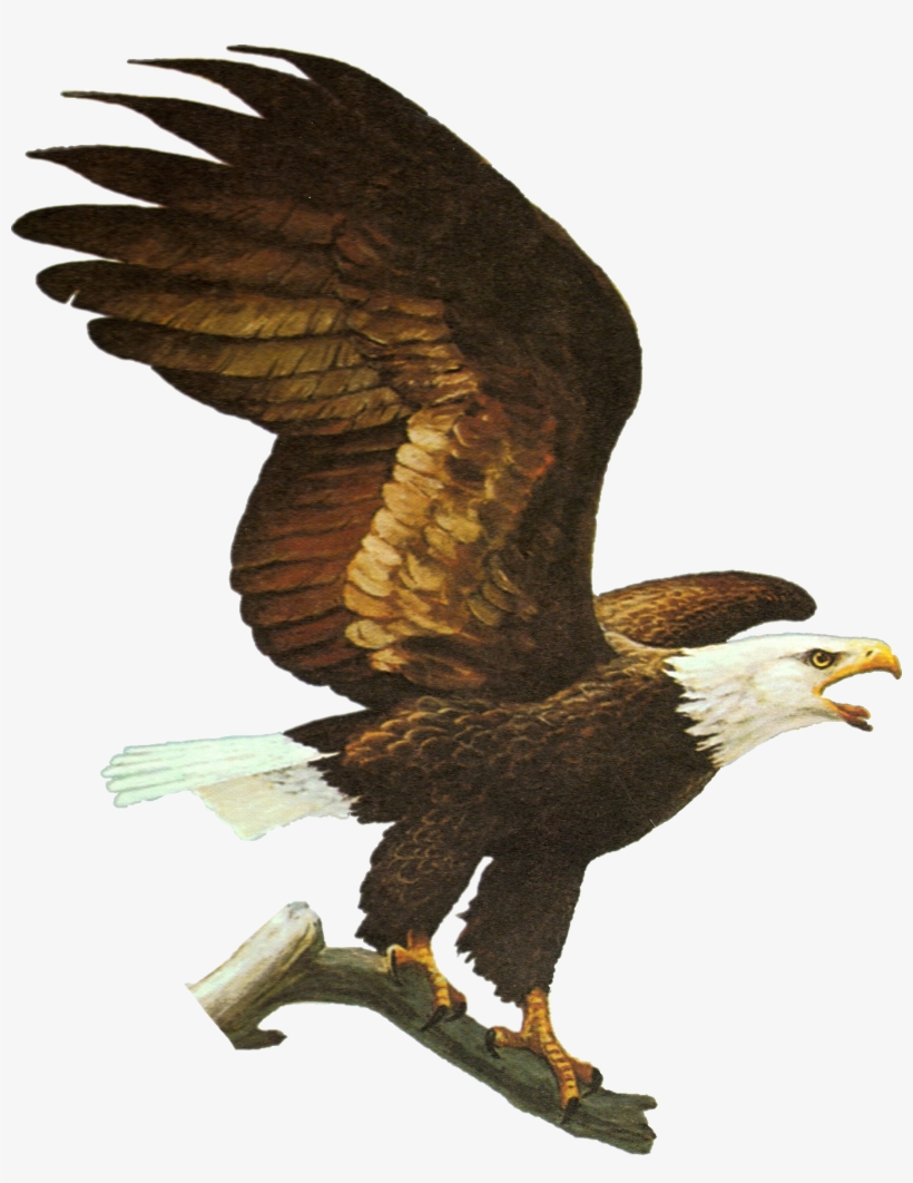 02 Oct 2018 - Eagle Forum, transparent png