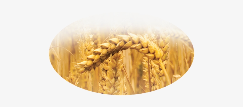 Khorasan Wheat, transparent png