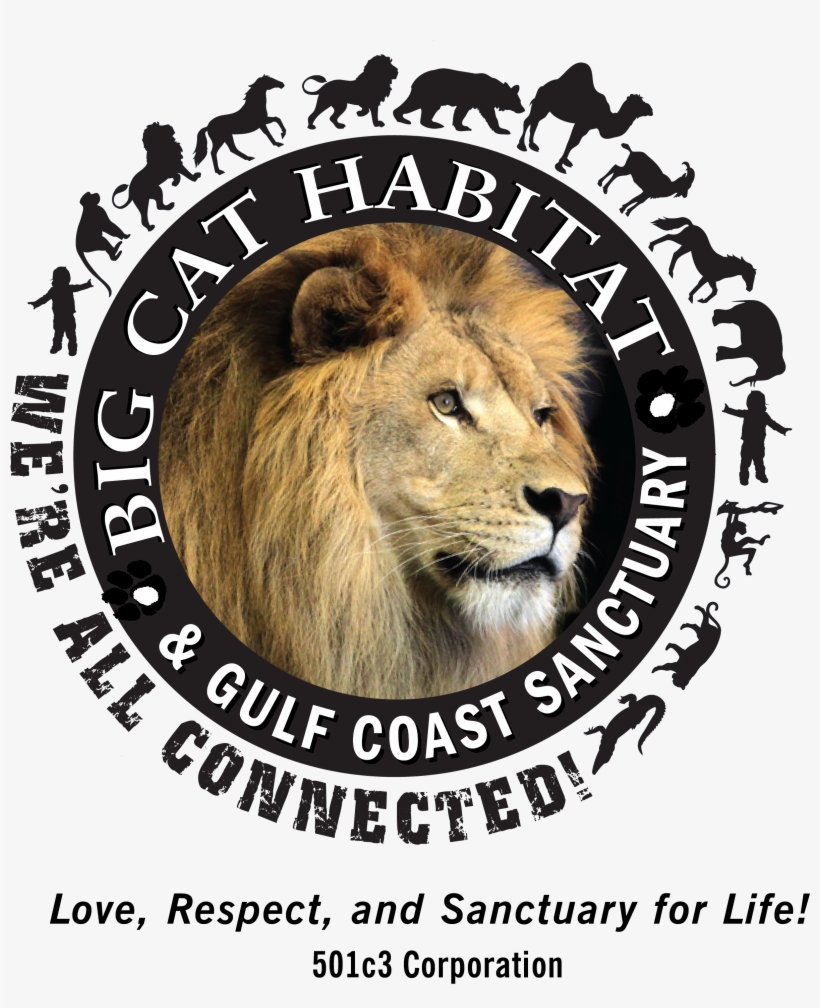 Thank You For Your Support Of Our Mission To Provide - Masai Lion, transparent png