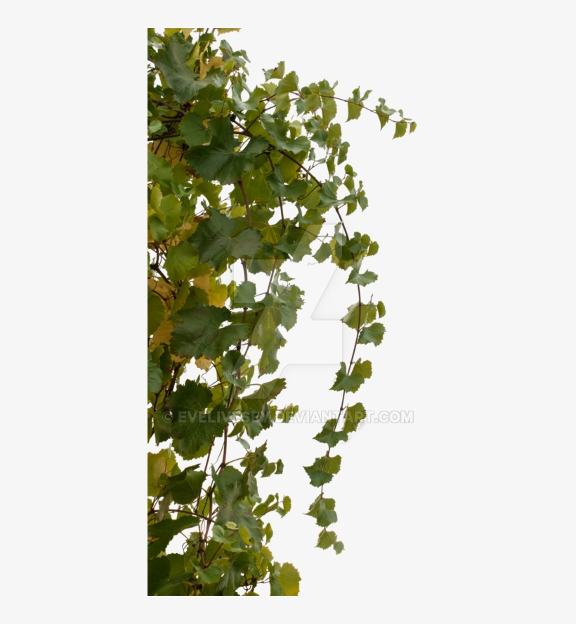 Vine Bush Png, transparent png