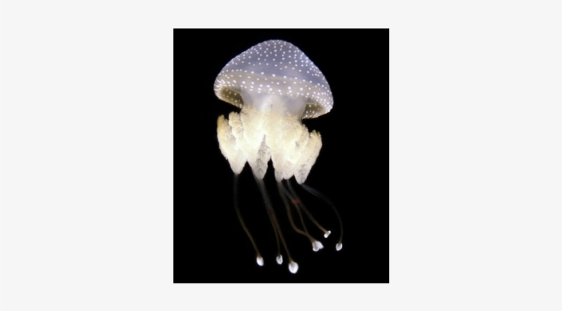 Australian Spotted Jellyfish - White Spotted Jellyfish Png, transparent png