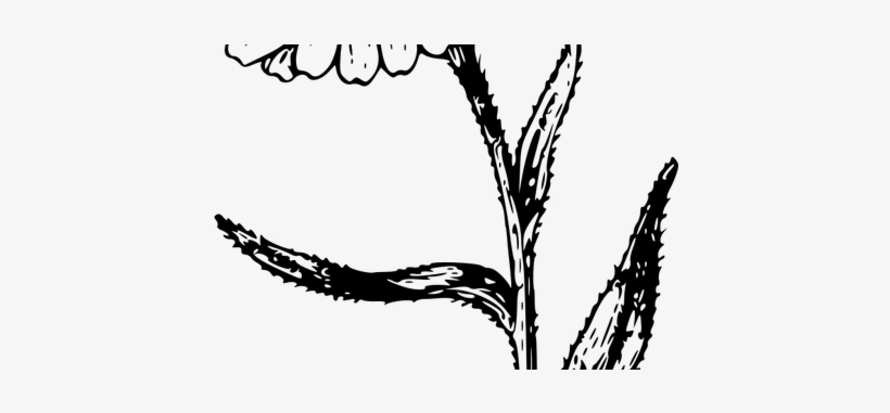 Graphic Free Library Download Wallpaper Clipart Full - Calendula Drawing, transparent png