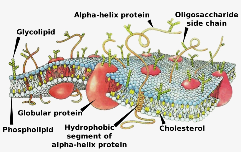 Difference Between Cell Membrane And Plasma Membrane - Does The Cell Membrane Work, transparent png