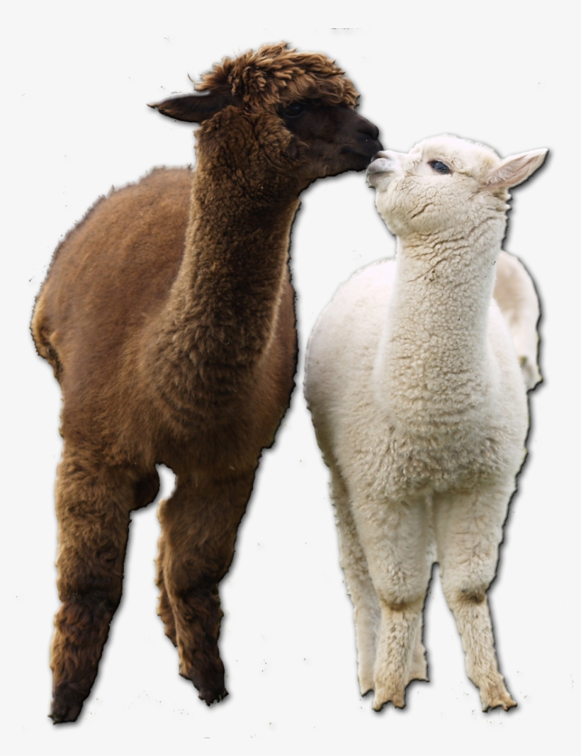 Alpaca Trans, transparent png