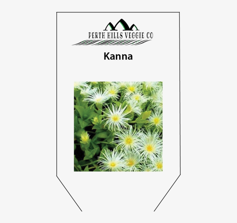 Alpine Aster, transparent png