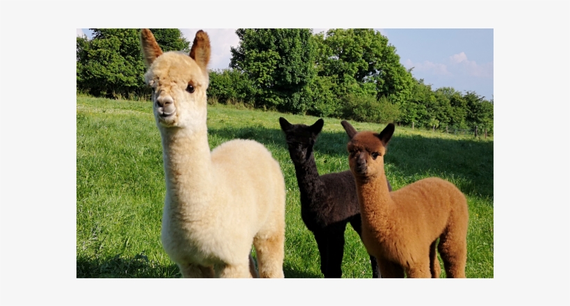 Llama, transparent png