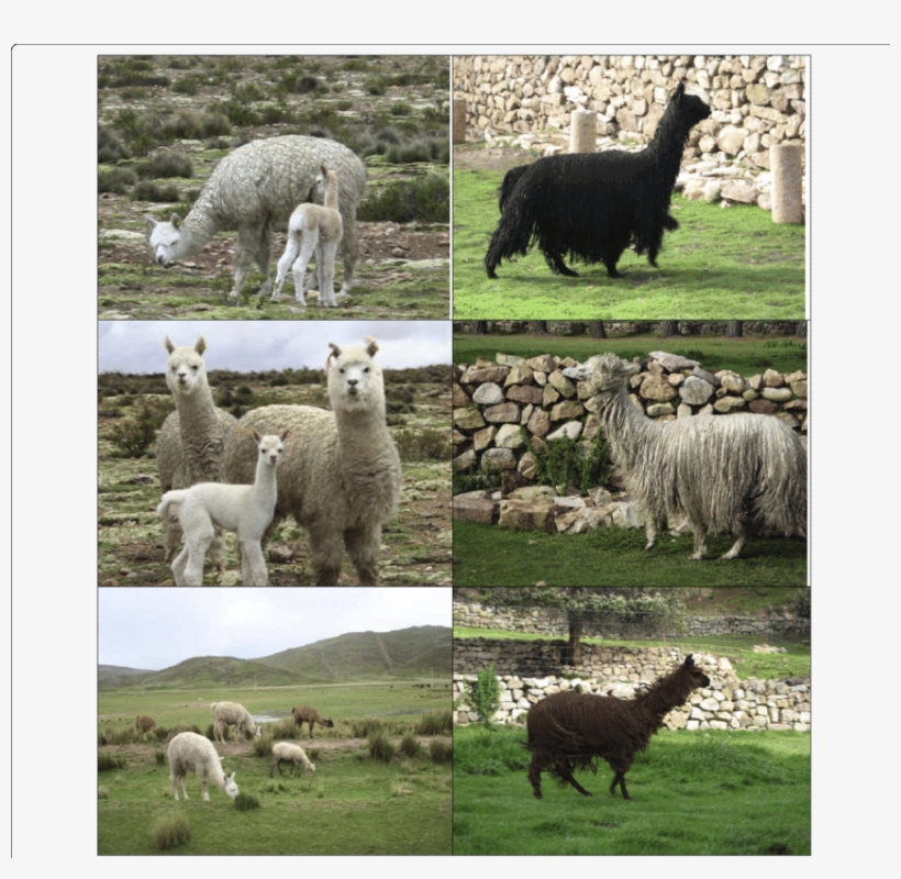 The Left Column Show Some Usual Huacaya Alpacas - Huacaya Alpaca, transparent png