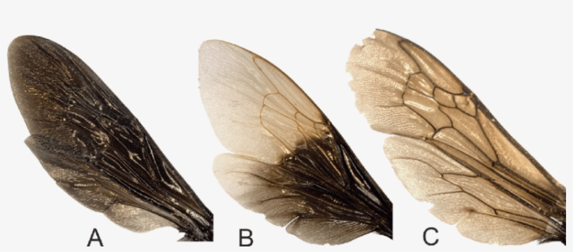 Alas De Exaerete Smaragdina, (b) Eulaema Cingulata - House Fly, transparent png