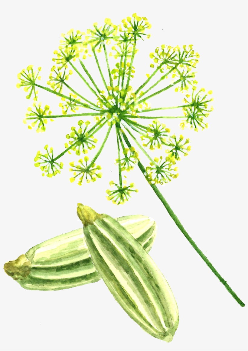 Fennel Seed - Fennel, transparent png