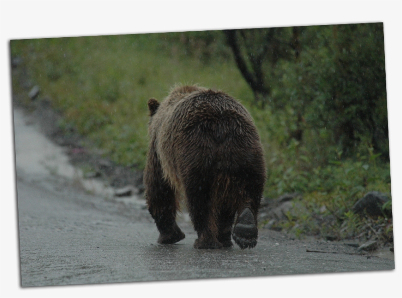 Grizzly Walking Away - Brown Bear Walking Away, transparent png