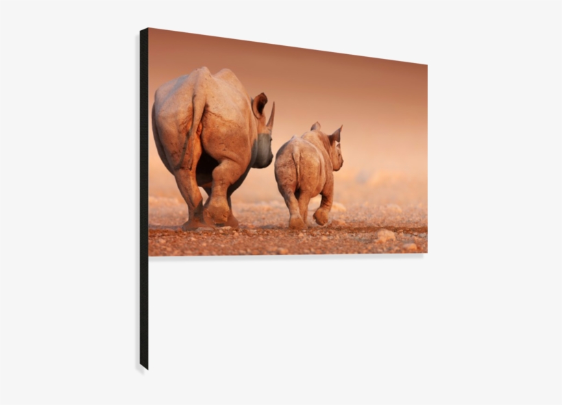 Black Rhinoceros Calf And Cow Walking Away Canvas Print - Quotes About Insight To Life, transparent png