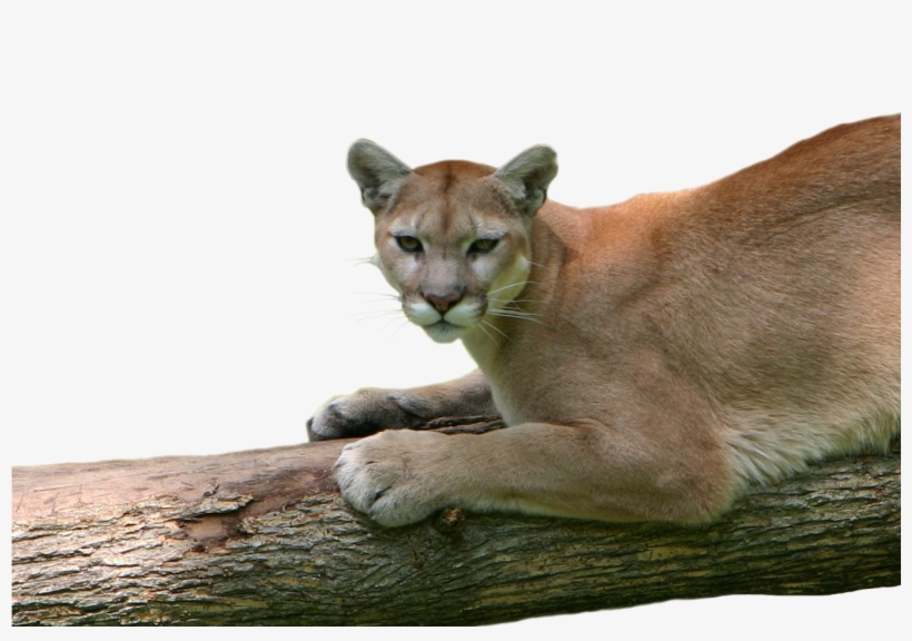 May 20, 2014 - Cougar, transparent png