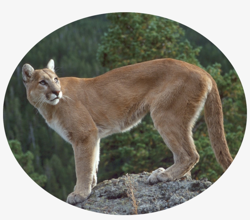 Cougar-06 - Coquitlam Wild Animal, transparent png