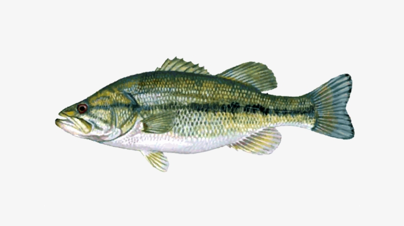 Fish - Bass Fishing Full Moon Lure, transparent png