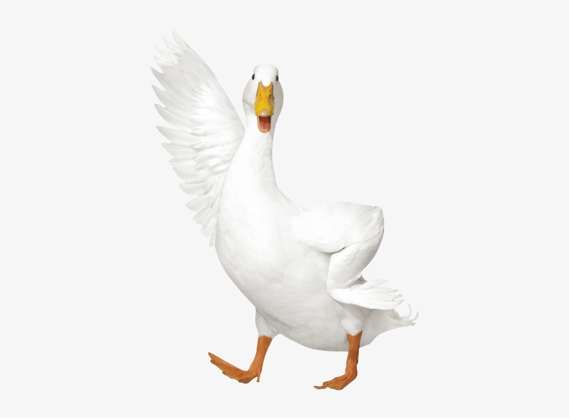 Aflac Aflac Duck Transparent 452x559 Png Download Pngkit