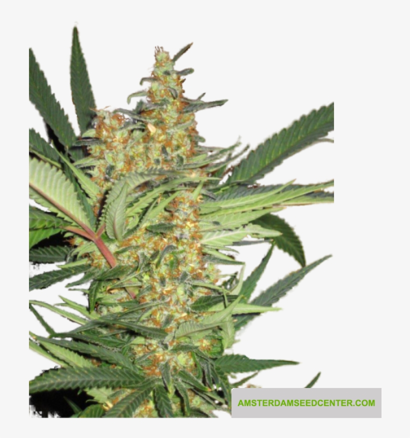 Amajikoym - 5pack - Super Strains - Amsterdam Seed - Seed, transparent png